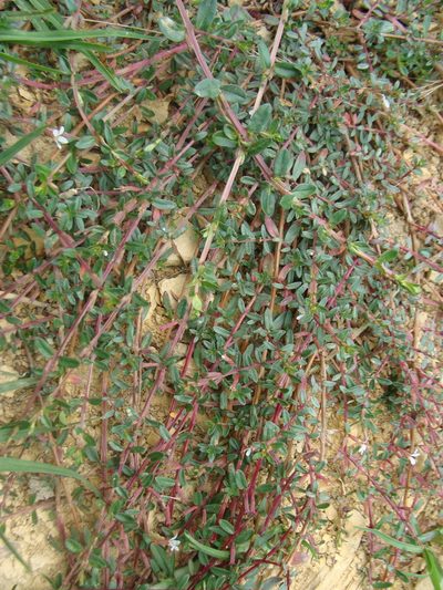 Lythrum gracile, photographed by Alexis López Hernández