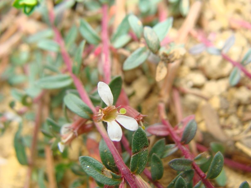 Lythrum gracile, photographed by Alexis López Hernández