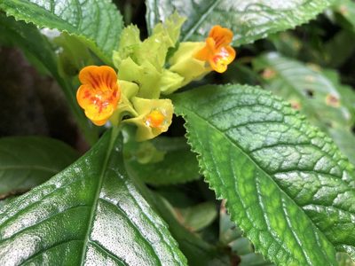 Chrysothemis friedrichsthaliana, photographed by desertnaturalist