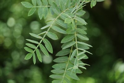 Bursera cuneata, photographed by Said Jimenez
