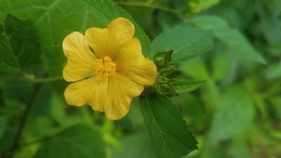 Sida haenkeana, photographed by Alan Rockefeller