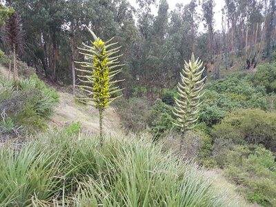 Puya chilensis, photographed by Javier Conejeros Gastó