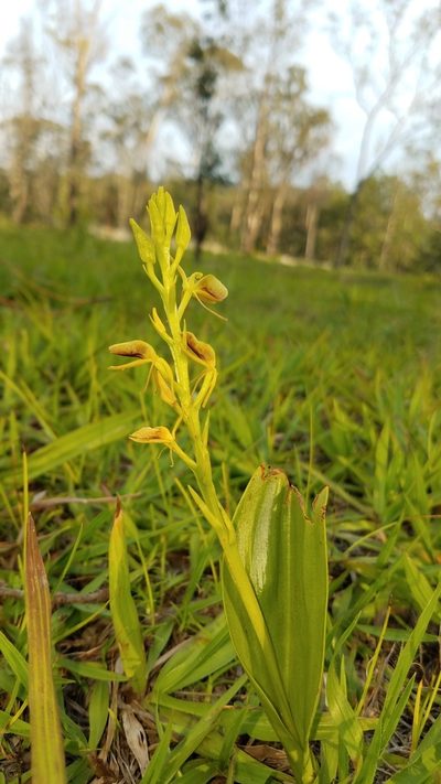 Liparis vexillifera, photographed by Alan Rockefeller