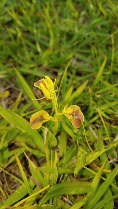 Liparis vexillifera, photographed by Alan Rockefeller