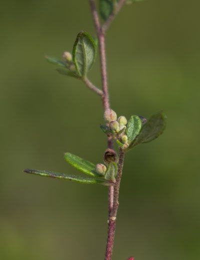 Crocanthemum bicknellii, photographed by aarongunnar