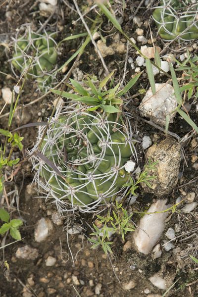 Gymnocalycium mostii, photographed by Carlos Martorell