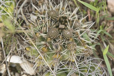 Parodia mammulosa, photographed by Carlos Martorell