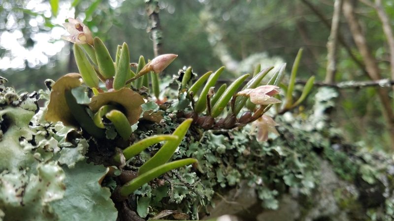 Homalopetalum pachyphyllum, photographed by Alan Rockefeller