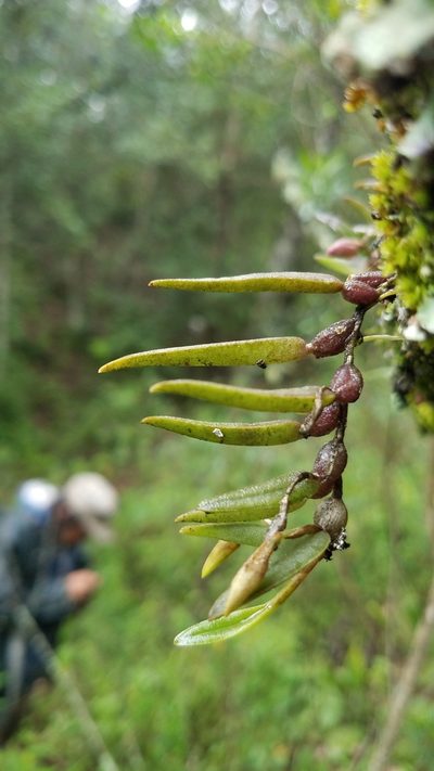 Homalopetalum pachyphyllum, photographed by Alan Rockefeller