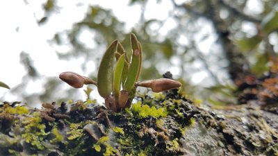 Homalopetalum pachyphyllum, photographed by Alan Rockefeller