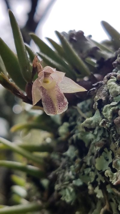 Homalopetalum pachyphyllum, photographed by Alan Rockefeller