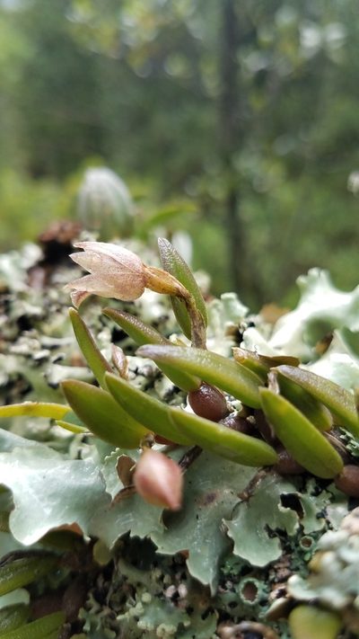 Homalopetalum pachyphyllum, photographed by Alan Rockefeller