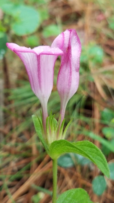 Spigelia scabrella, photographed by Alan Rockefeller