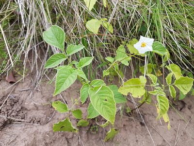 Solanum maglia, photographed by Javier Conejeros Gastó