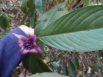 Palicourea colorata, photographed by Daniel van der Post
