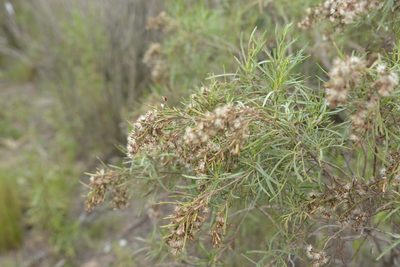 Acanthostyles buniifolius, photographed by Carlos Martorell