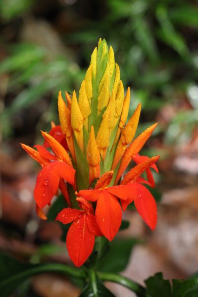 Aphelandra aurantiaca, photographed by Adrianh M. Orozco
