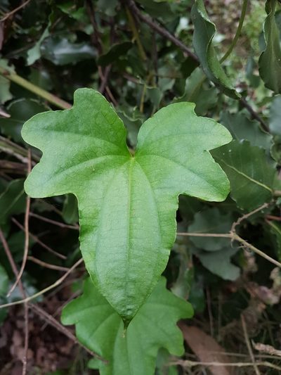 Dioscorea bryoniifolia, photographed by Javier Conejeros Gastó