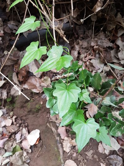 Dioscorea bryoniifolia, photographed by Javier Conejeros Gastó