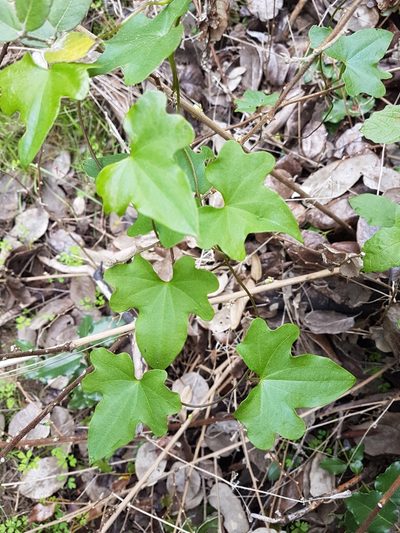 Dioscorea bryoniifolia, photographed by Javier Conejeros Gastó