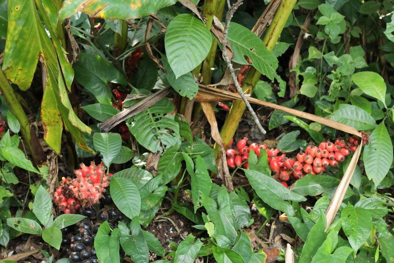 Renealmia mexicana, photographed by Adrianh M. Orozco