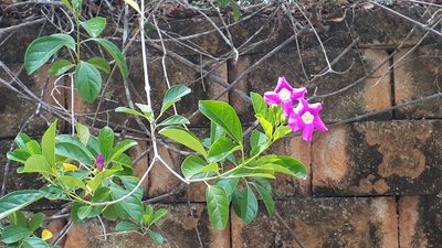 Bignonia magnifica, photographed by Ong Jyh Seng