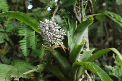 Aechmea mexicana, photographed by Adrianh M. Orozco