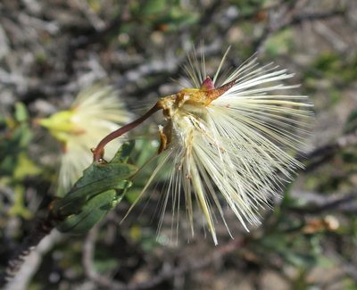 Othonna retrofracta, photographed by Di Turner