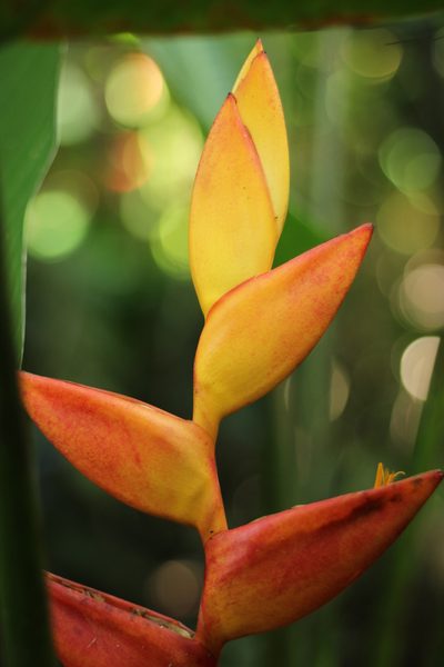 Heliconia uxpanapensis, photographed by Adrianh M. Orozco