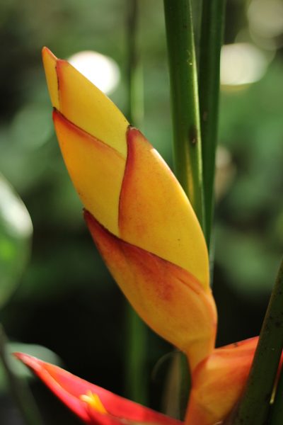 Heliconia uxpanapensis, photographed by Adrianh M. Orozco