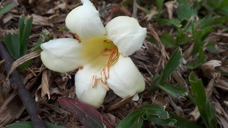 Limahlania crenulata, photographed by Ong Jyh Seng