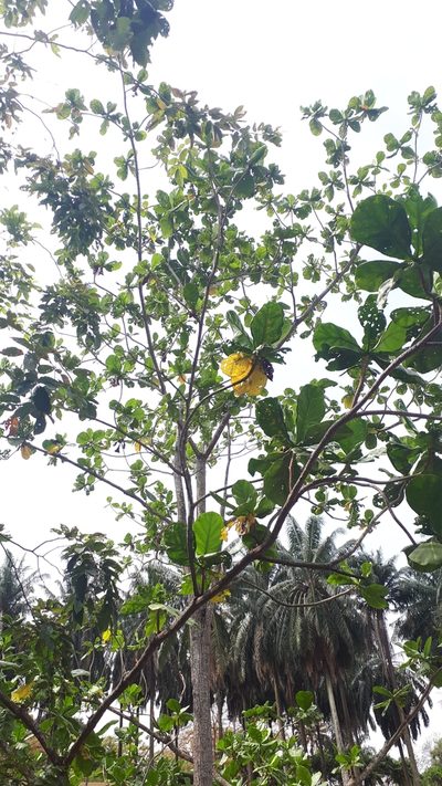 Limahlania crenulata, photographed by Ong Jyh Seng