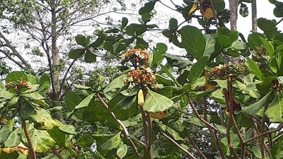 Limahlania crenulata, photographed by Ong Jyh Seng
