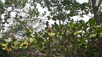 Limahlania crenulata, photographed by Ong Jyh Seng