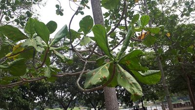 Limahlania crenulata, photographed by Ong Jyh Seng