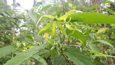 Cananga odorata, photographed by Ong Jyh Seng