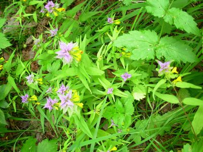 Melampyrum vaudense, photographed by Crap Fou