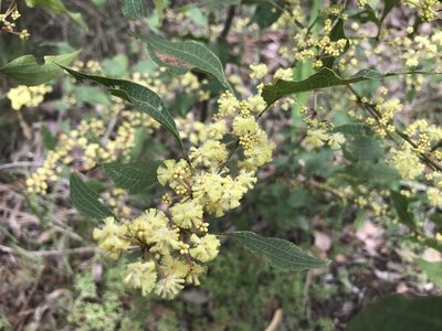 Acacia urophylla, photographed by Ann Bentley