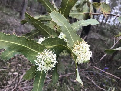 Hakea amplexicaulis, photographed by Ann Bentley