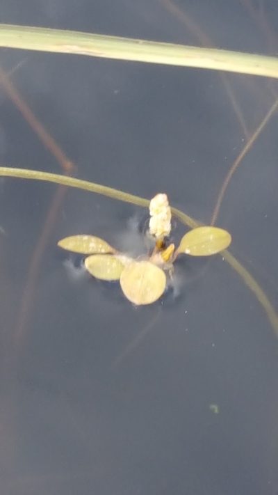 Potamogeton vaseyi, photographed by Norma Malinowski
