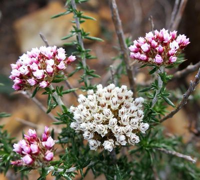 Metalasia massonii, photographed by Di Turner