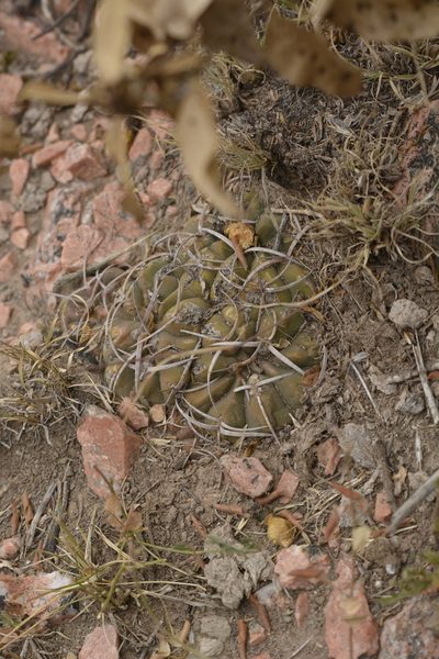 Gymnocalycium pugionacanthum, photographed by Carlos Martorell