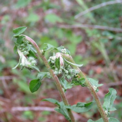 Nabalus barbatus, photographed by Laura Clark