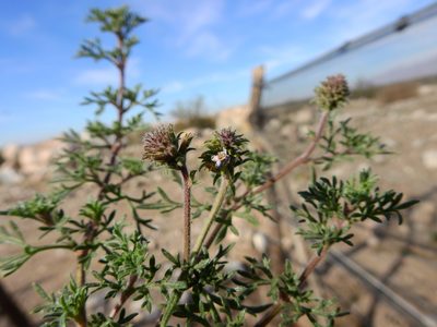 Verbena parodii, photographed by Guillermo Debandi