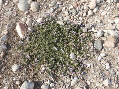 Verbena parodii, photographed by Guillermo Debandi