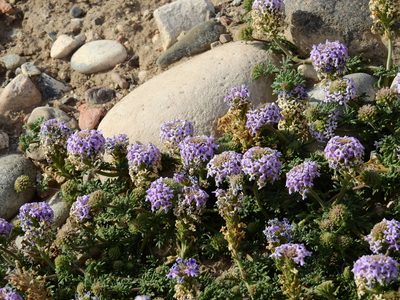 Verbena parodii, photographed by Guillermo Debandi