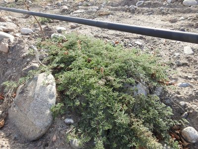 Verbena parodii, photographed by Guillermo Debandi
