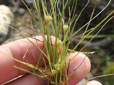Fimbristylis vahlii, photographed by Sam Kieschnick