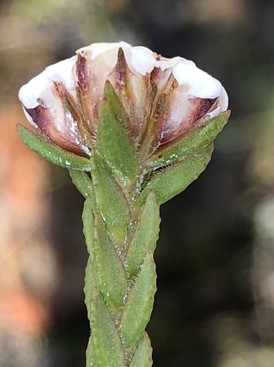 Euchaetis scabricosta, photographed by Dave U