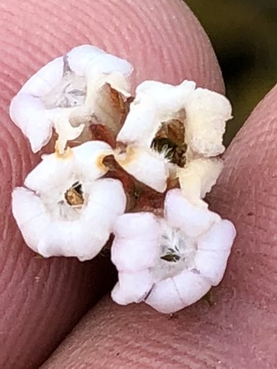 Euchaetis scabricosta, photographed by Dave U